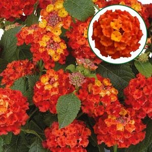 Afbeelding van Lantana P12 Orange flame